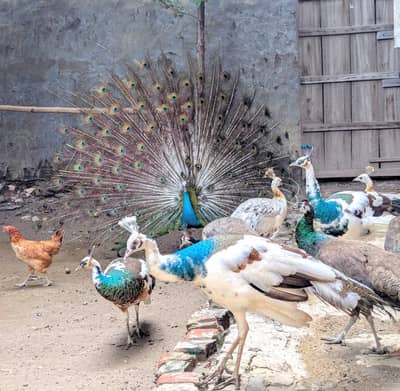 peacocks
