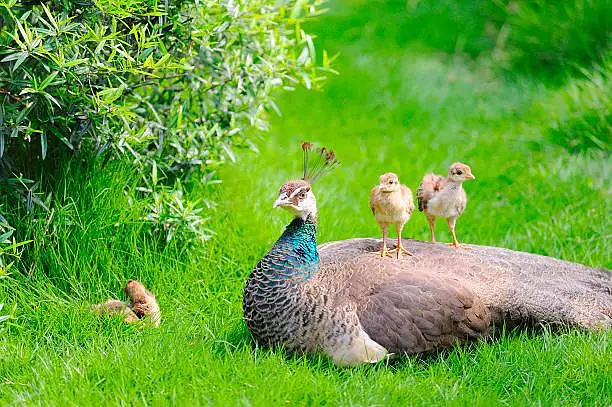 peacocks — photo 2
