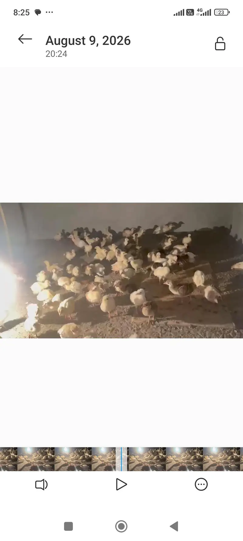 peacocks — photo 3