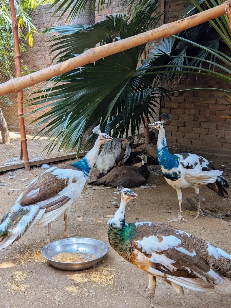 peacocks — photo 4