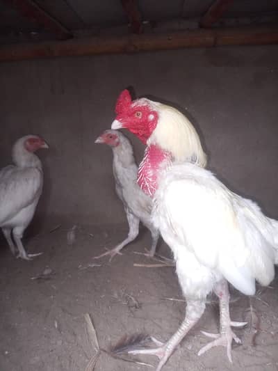 3rio set heera aseel male 1 eye breeder serious person contract Karan