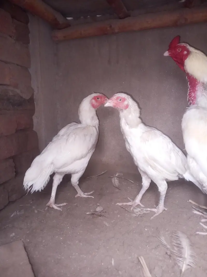 3rio set heera aseel male 1 eye breeder serious person contract Karan — photo 2