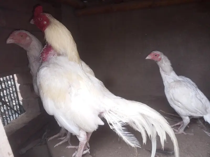 3rio set heera aseel male 1 eye breeder serious person contract Karan — photo 3