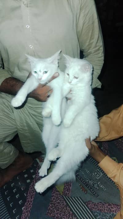 persian