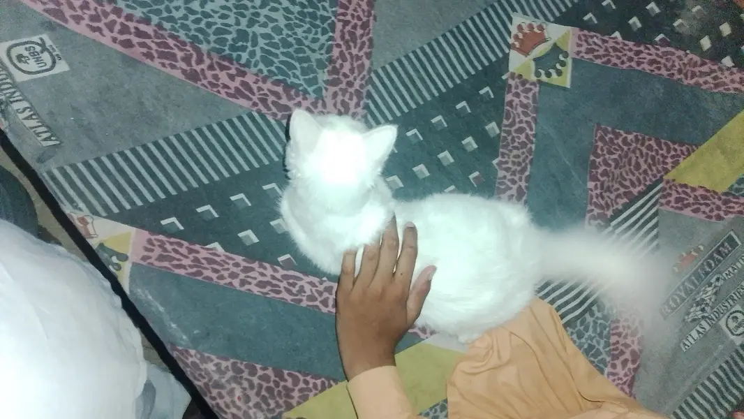 persian — photo 2