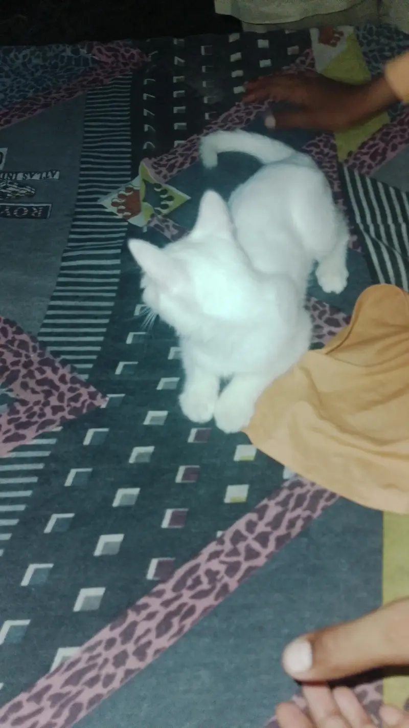 persian — photo 3