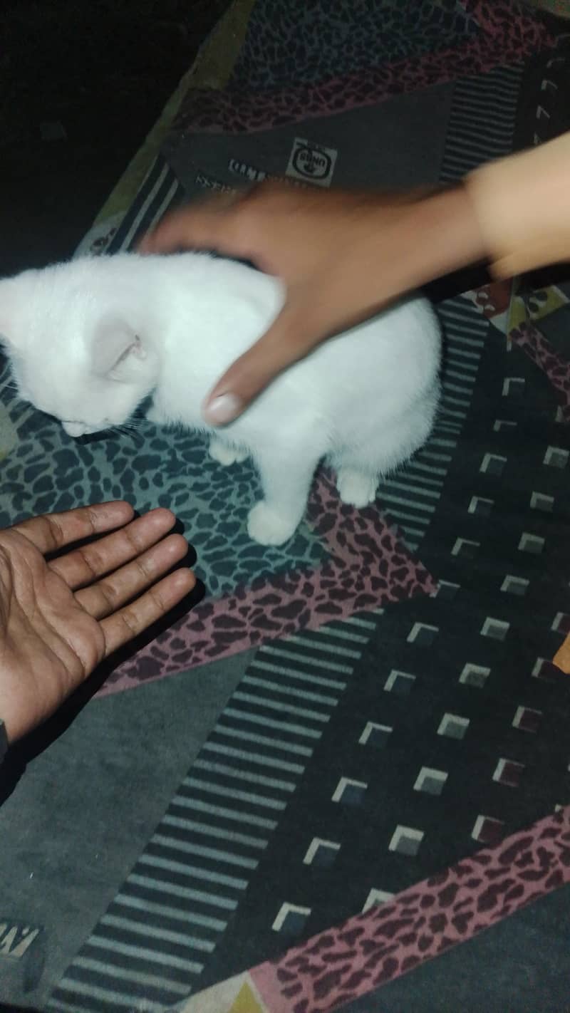 persian 3