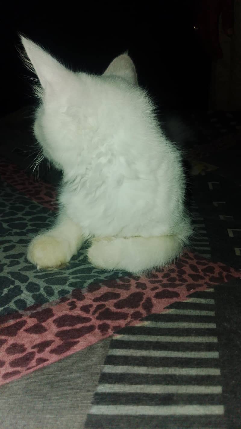 persian 4