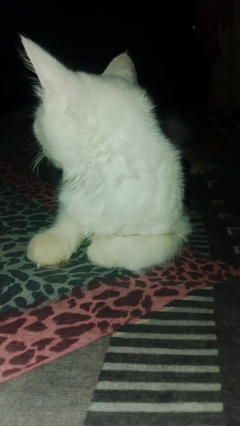 persian — photo 5