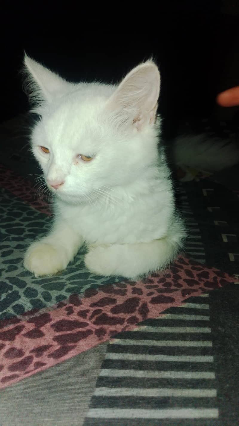 persian 5