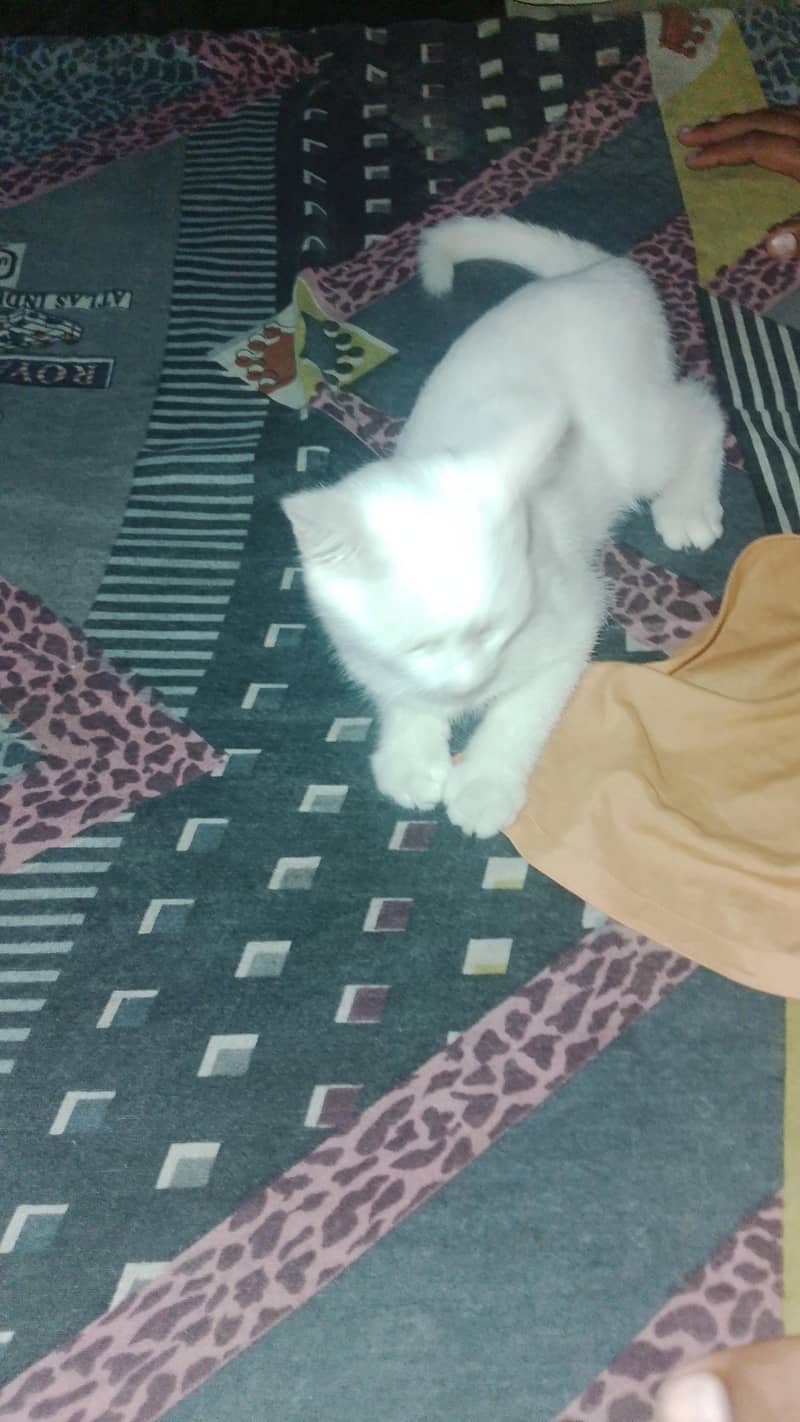 persian 6