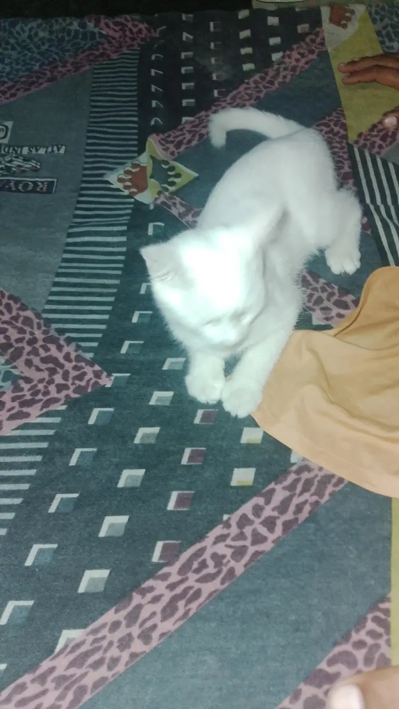 persian — photo 7
