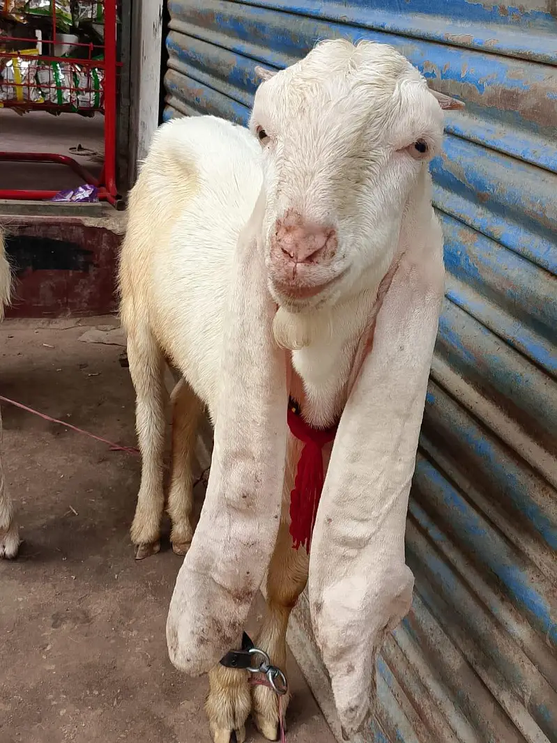 ghulabi bakra