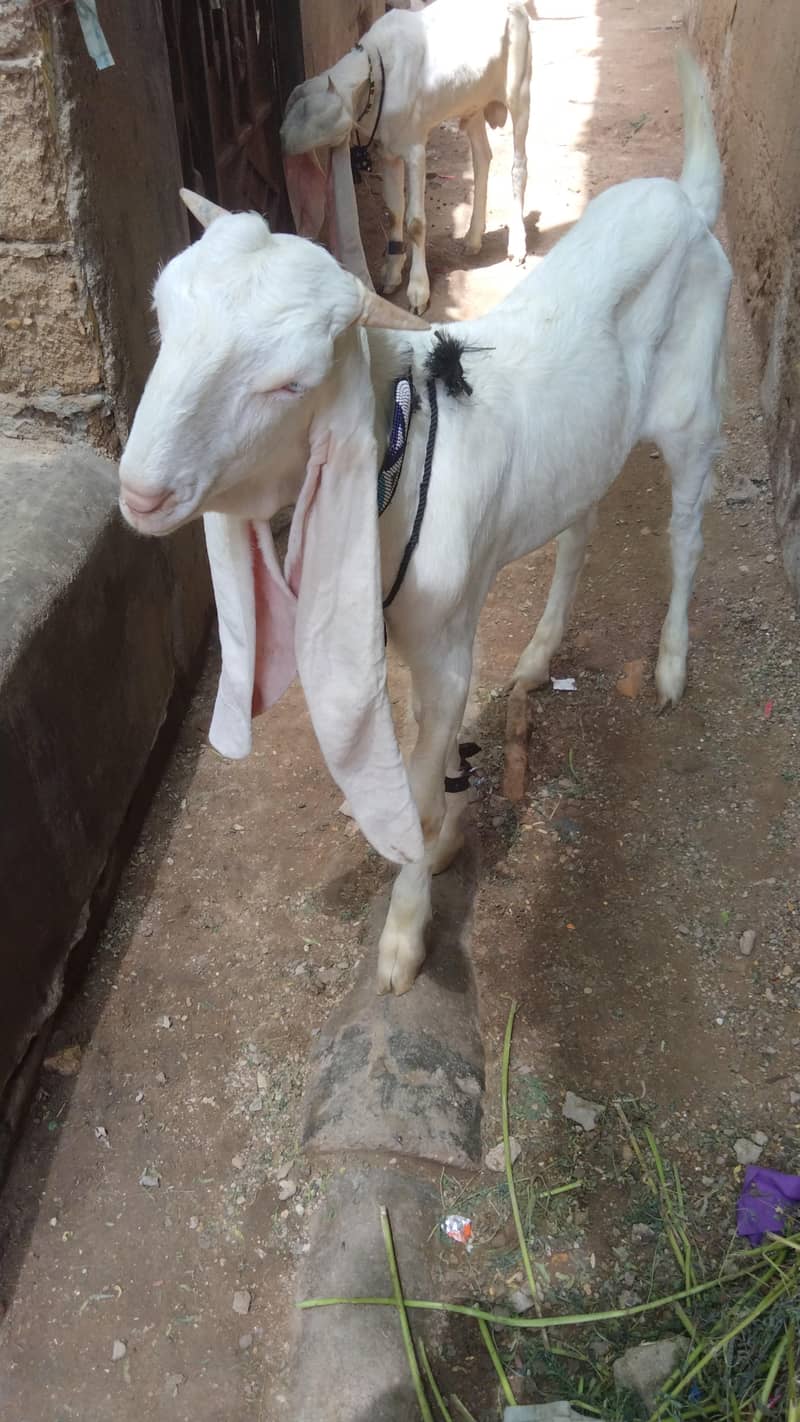 ghulabi bakra 1