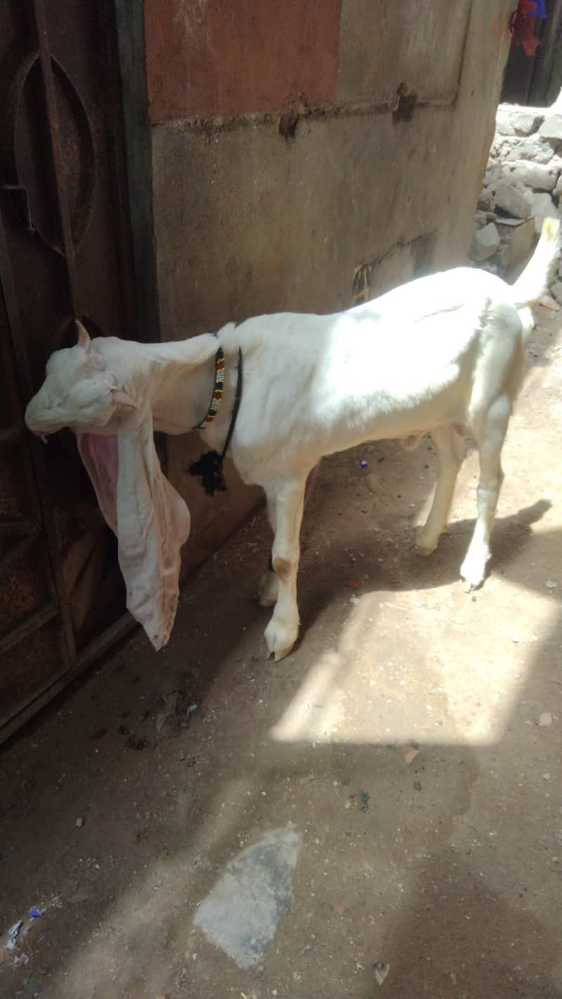 ghulabi bakra 3