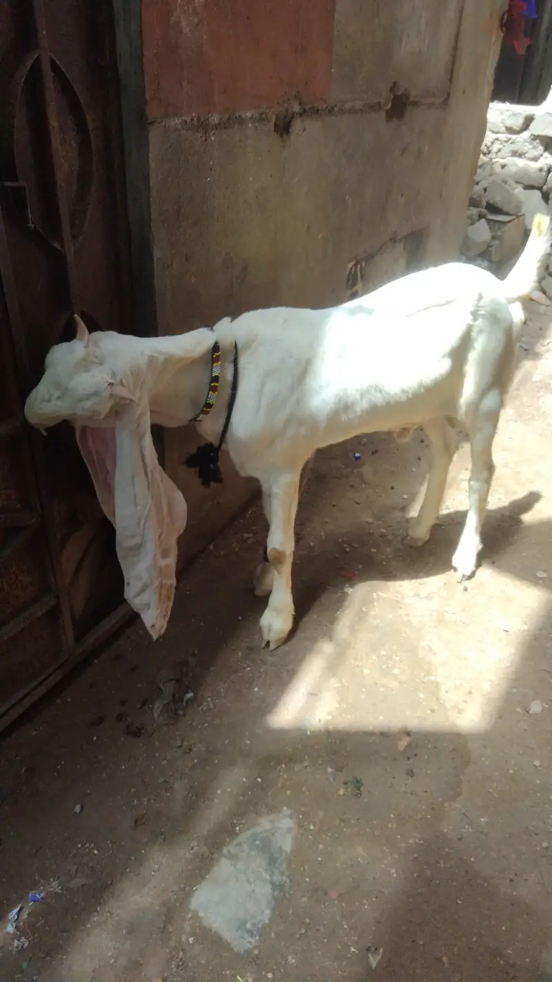 ghulabi bakra — photo 4