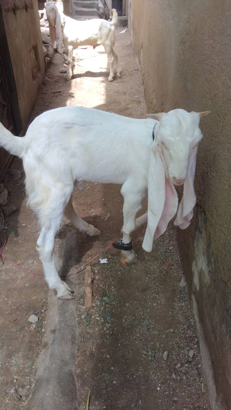 ghulabi bakra 4