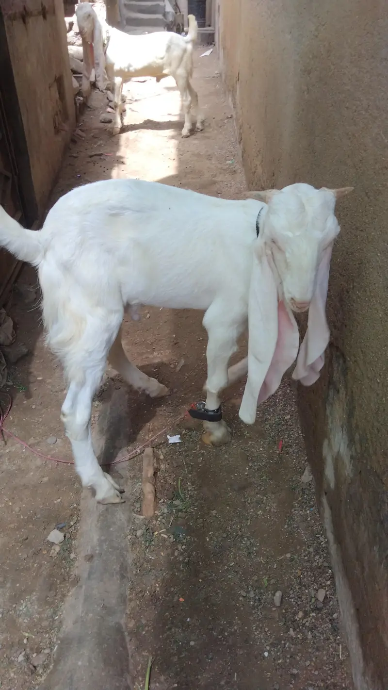 ghulabi bakra — photo 5