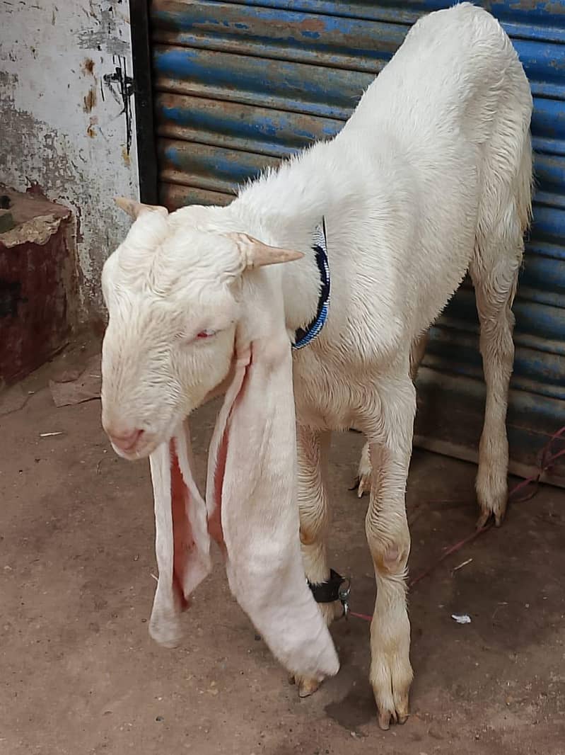 ghulabi bakra 6