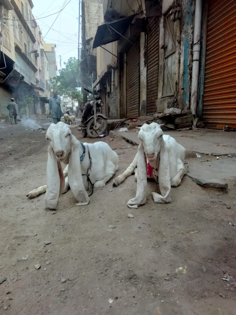 ghulabi bakra — photo 10