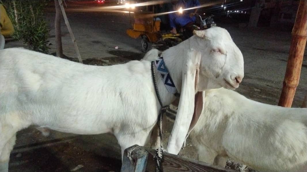 ghulabi bakra 10