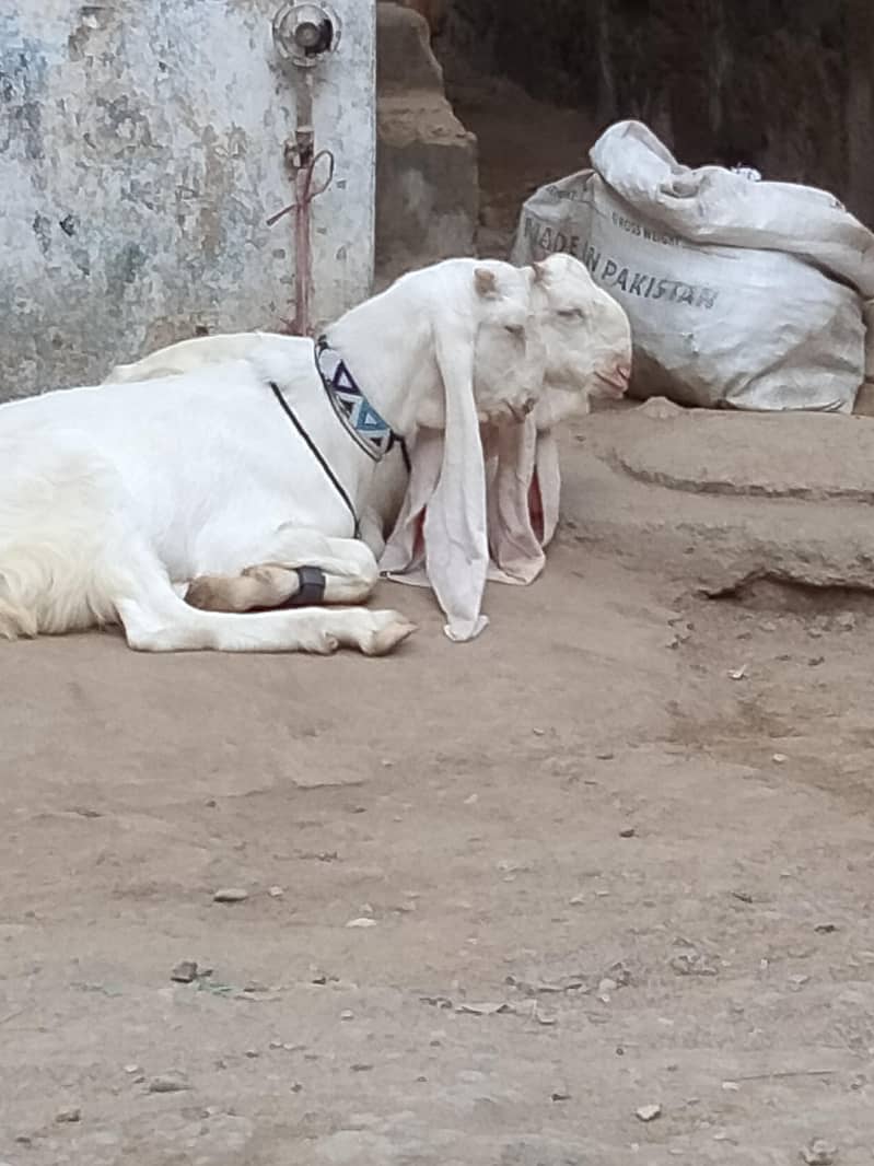 ghulabi bakra 11