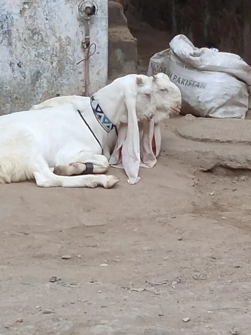 ghulabi bakra — photo 12