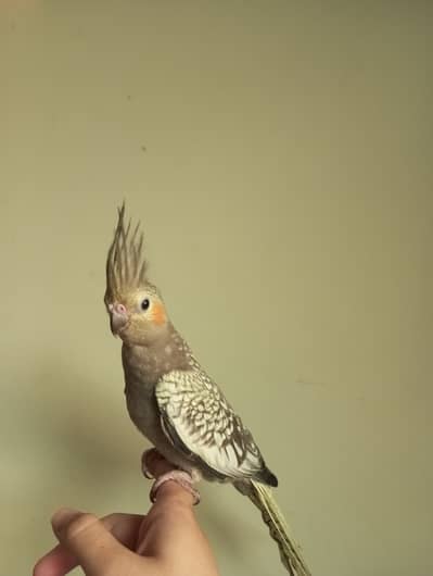 Tame pearl cocktail