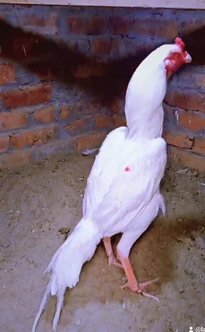 highly quality male bas Thora Ganda ha