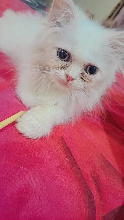 pure Persian kitten