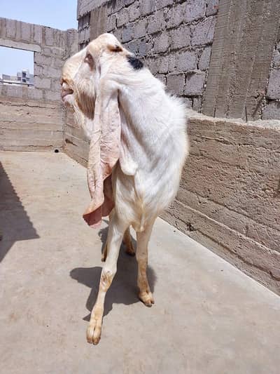 Gulabi Bakra Breader