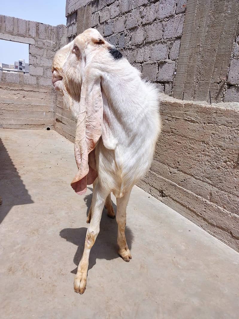 Gulabi Bakra Breader 0