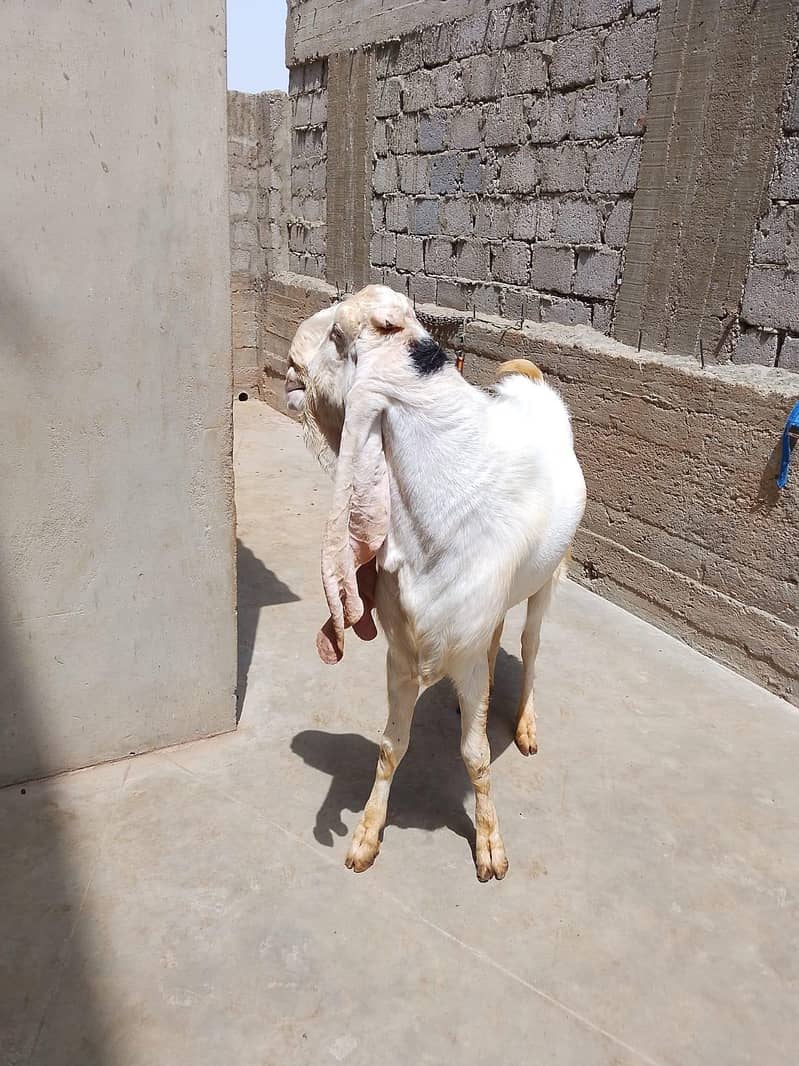Gulabi Bakra Breader 1