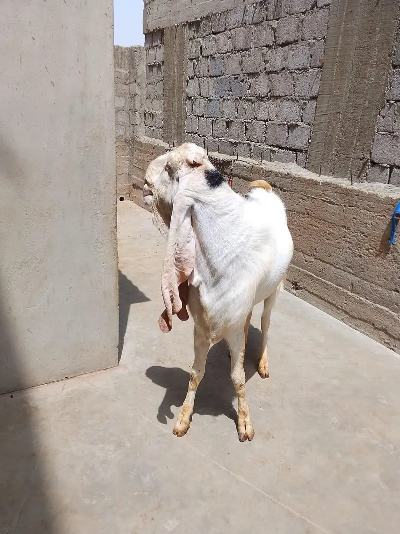Gulabi Bakra Breader — photo 2