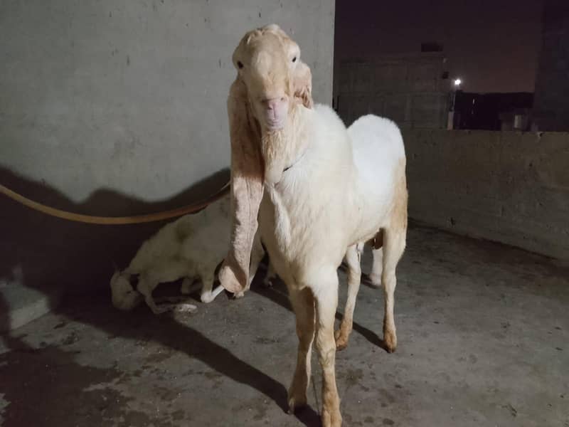 Gulabi Bakra Breader 2