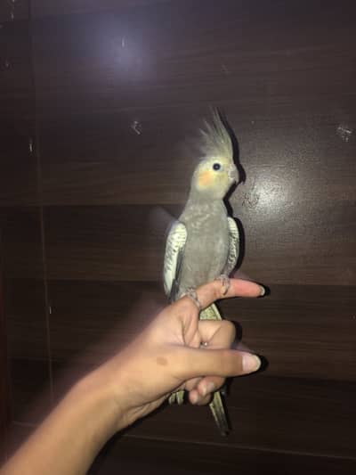 Tame pearl cocktal