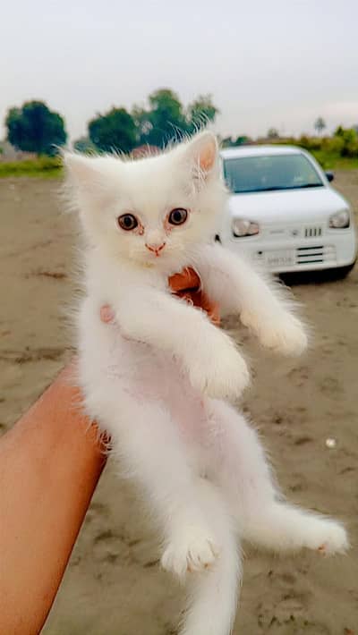 Beautiful Persian Cat for sale