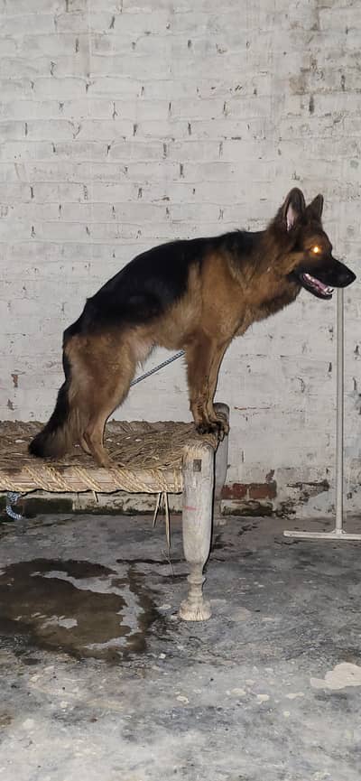 German Shepherd Male Long Coat