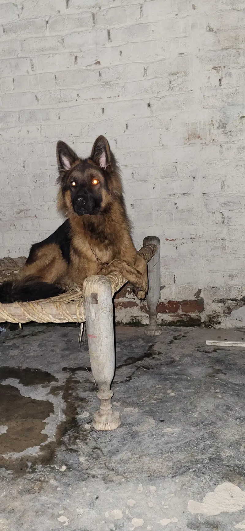German Shepherd Male Long Coat — photo 2