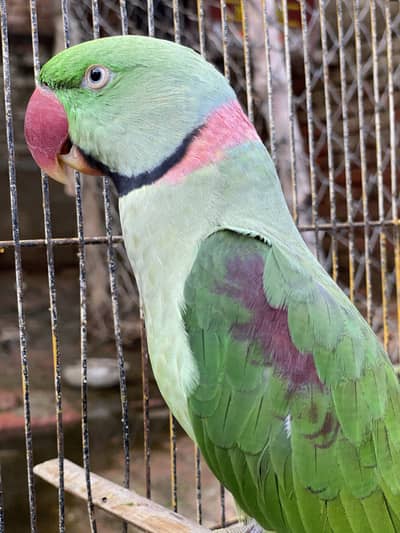 Green raw parrot | Green parrot