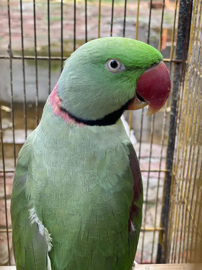 Green raw parrot | Green parrot — photo 2