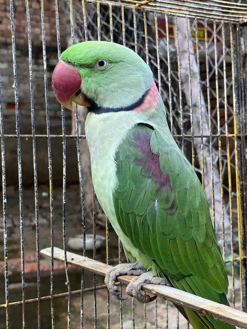 Green raw parrot | Green parrot — photo 3