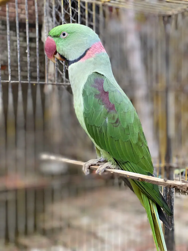 Green raw parrot | Green parrot — photo 4