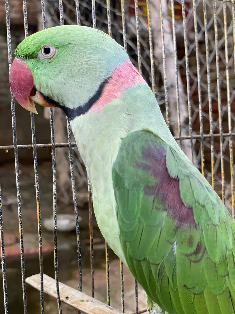 Green raw parrot | Green parrot — photo 5