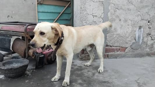 labra English