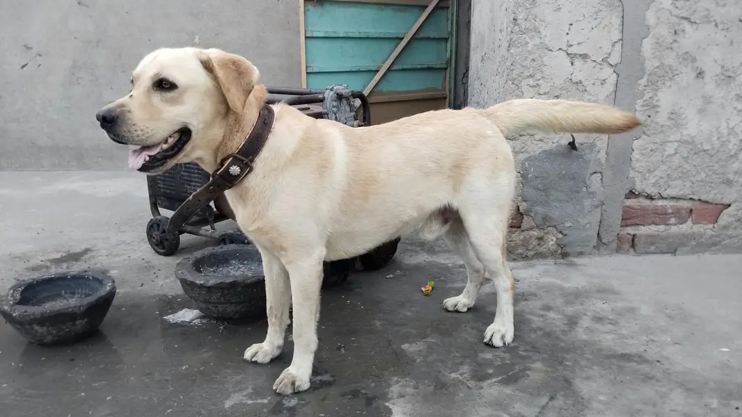 labra English — photo 2