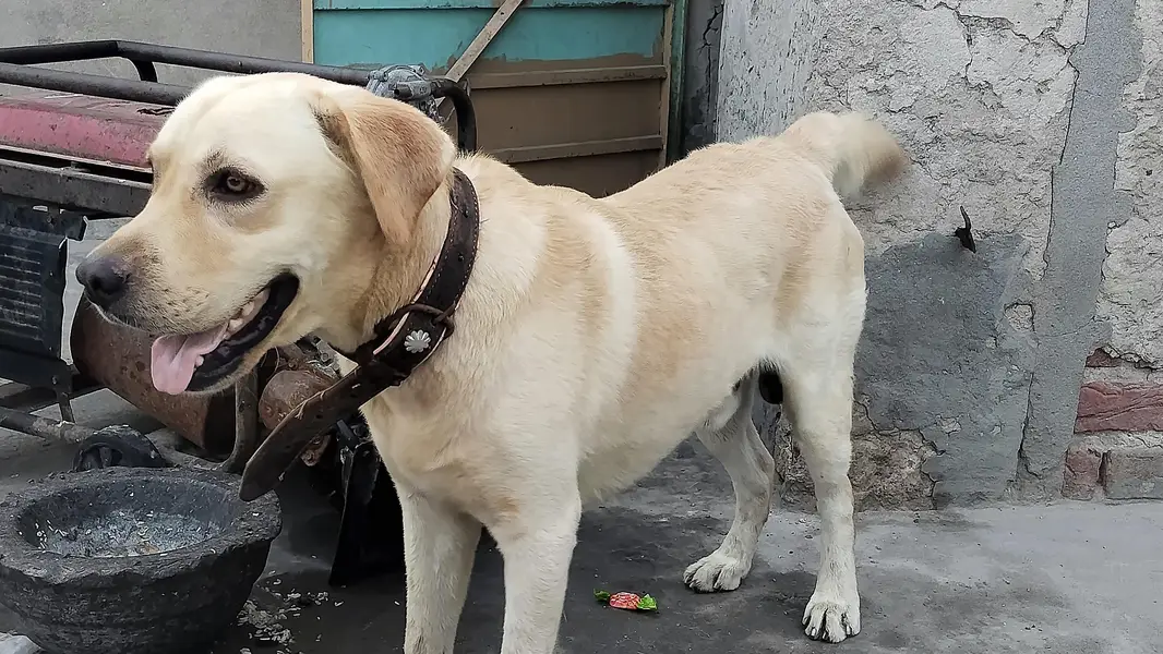 labra English — photo 3
