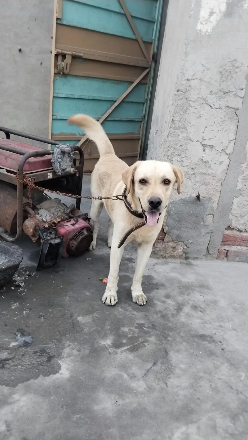 labra English — photo 4