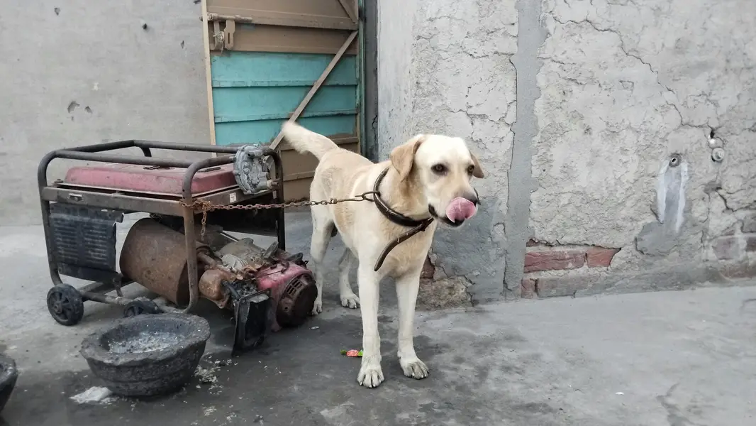 labra English — photo 5