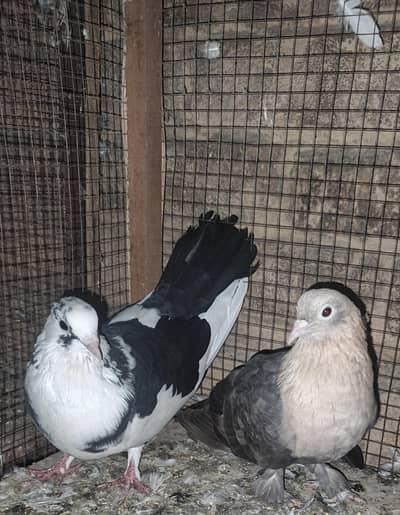 Breeder Pair Available